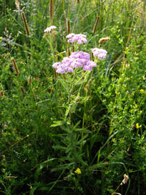 Achillea millefolium